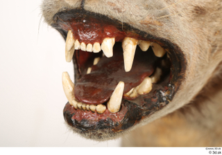 Striped Hyena Hyaena hyaena mouth teeth 0003.jpg